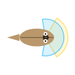 Far Vision Angle: Mid field of view